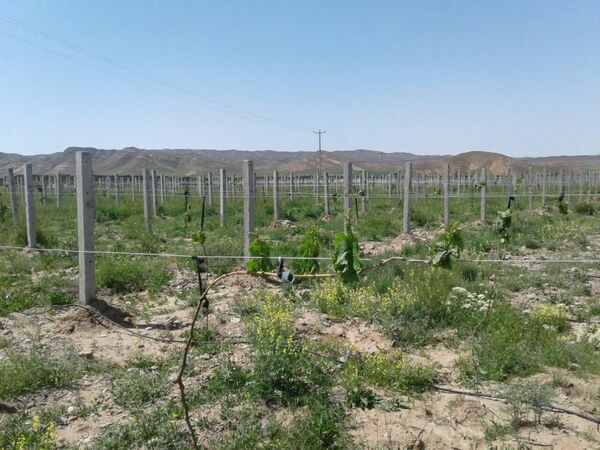     اجرای طرح " فراز انگور " در اسفراین   