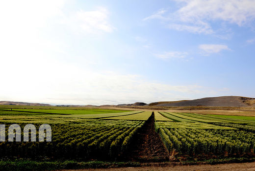  تامین نیاز خاورمیانه توسط کشت و صنعت مغان