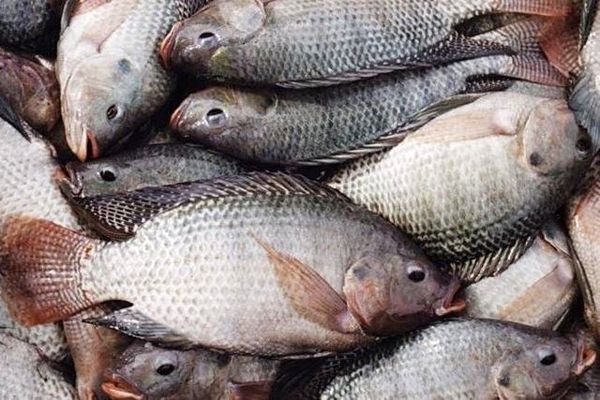 ماهیان بومی جایگزین تیلاپیا می‌شوند