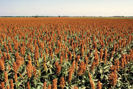 کاشت سورگوم دانه ای برای اولین بار در استان آذربایجان شرقی