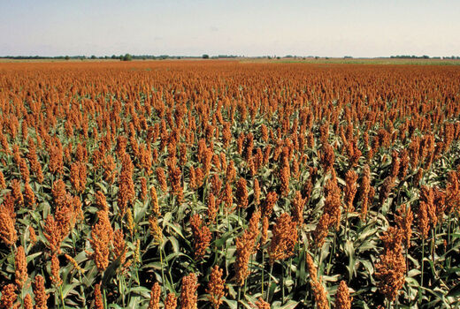 کاشت سورگوم دانه ای برای اولین بار در استان آذربایجان شرقی
