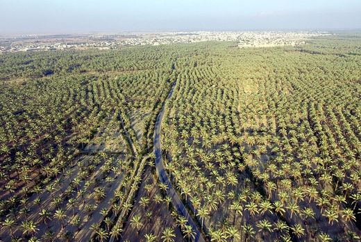 410 میلیارد ریال تسهیلات جهت اصلاح و نوسازی باغات به نخل داران استان پرداخت شد