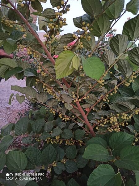 "فالسا" در قیروکارزین به بار نشست  