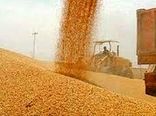 افزایش ۳۱ هزار تنی خرید گندم در شوش