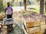خرید  ۱۸ هزار تن خرمای استعمران از کشاورزان خوزستانی 