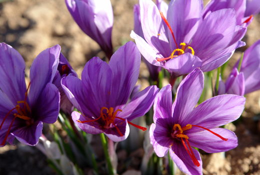 خرید ۱۲ میلیارد تومان زعفران از کشاورزان خراسان جنوبی