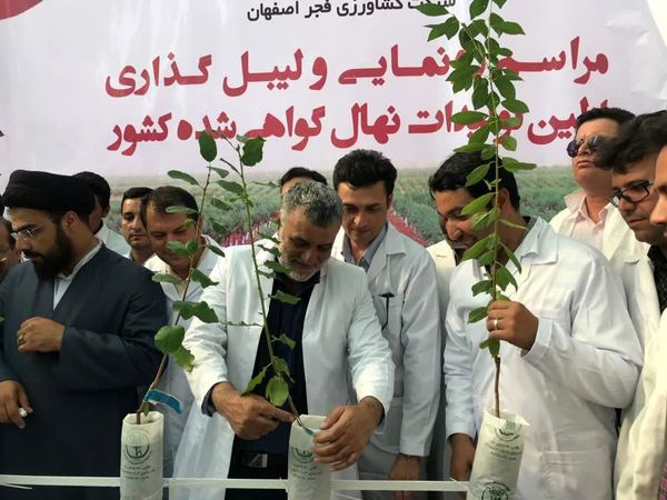 نهال‌های گواهی شده به بازار  می‌آیند