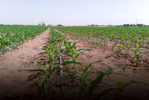 کشت ۶ هزار هکتار ذرت علوفه‌ای در مزارع استان قزوین