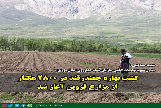 کشت بهاره چغندرقند در ۲۸۰۰ هکتار از مزارع کشاورزی استان قزوین آغاز شد