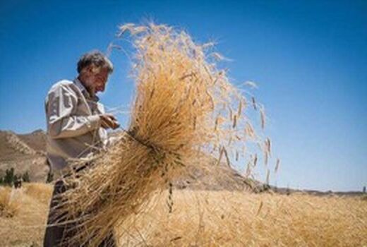خرید تضمینی گندم در خوزستان به مرز یک میلیون تن رسید