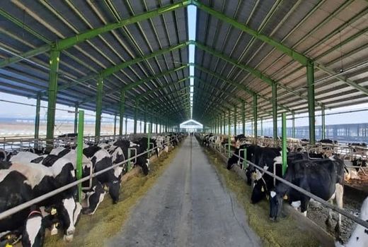 مکان‌یابی برای ایجاد ۵۰ مجتمع دامپروری در چهارمحال و بختیاری 