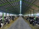 مکان‌یابی برای ایجاد ۵۰ مجتمع دامپروری در چهارمحال و بختیاری 