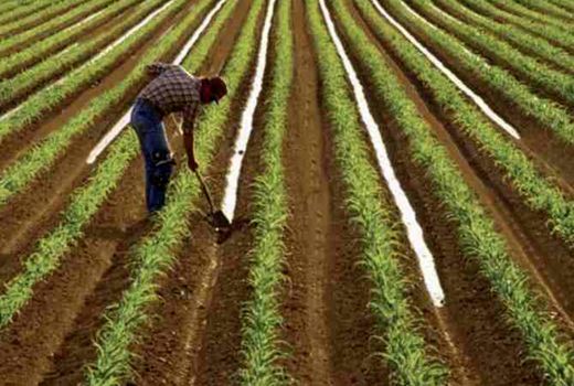 آبیاری بخشی ریشه، راهکاری مؤثر برای مقابله با کم آبی در زراعت و باغبانی