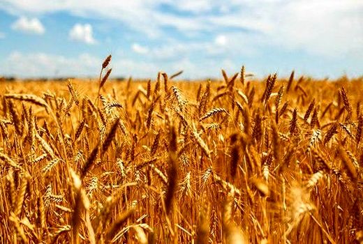 خودکفایی کهگیلویه و بویر احمد در تولید گندم