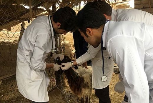 «یاوران تولید»، پل ارتباطی بخش تحقیقات کشاورزی با بهره‌برداران