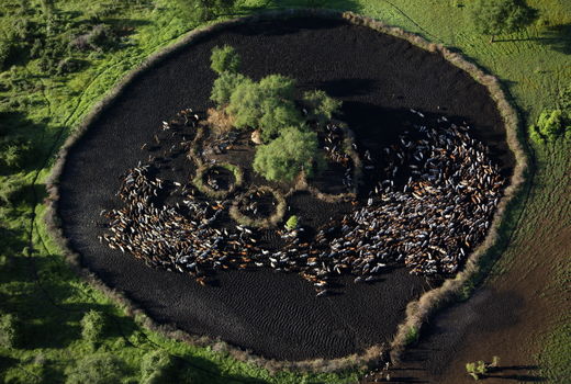  گاوداری در روستایی جنوب سودان در یک صبح روشن اوایل فصل مرطوب