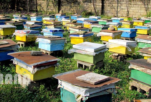 کام استان فارس با برداشت عسل شیرین شد