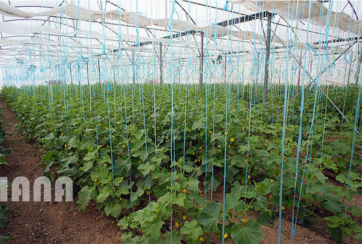 توسعه 1670 هکتاری گلخانه‌ ها در کشور 