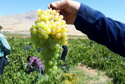 گهرو، رتبه اول تولید انگور در چهارمحال و بختیاری