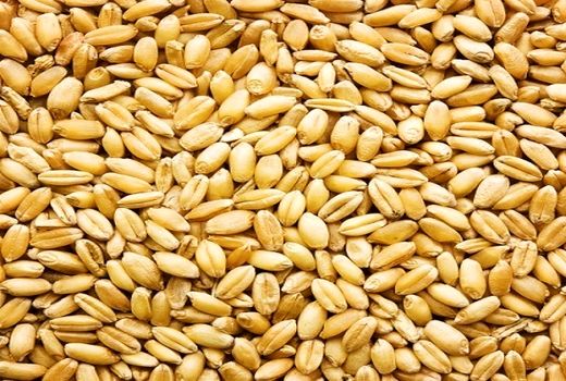 غنی سازی بذورگندم با عنصر روی در استان فارس