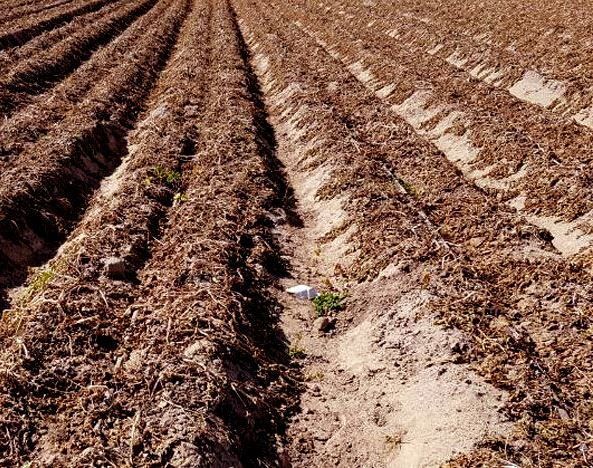سرمازدگی ۲۴۹ میلیارد تومان به محصولات زراعی و باغی اصفهان خسارت زد