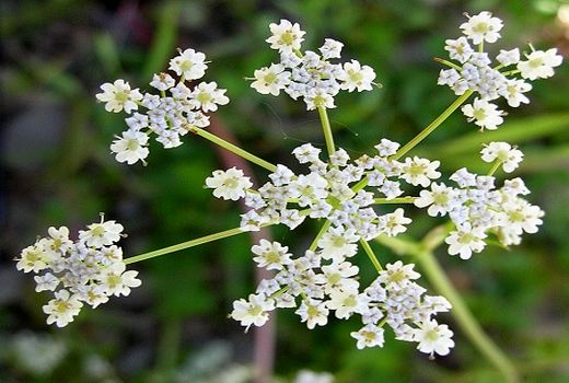 92 هکتار از اراضی سرخه زیر کشت زیره است