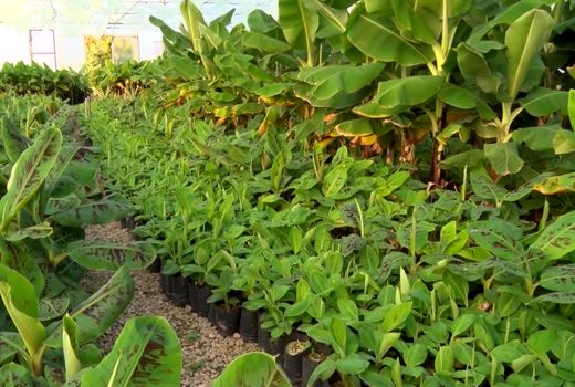 استفاده از روشی نوین برای پرورش نهال موز