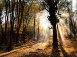 زاگرس، قلب تپنده چرخه آب ایران/طرح جنگلداری اجتماعی وارد مرحله اجرا شد