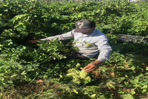 رسیدن انگور نوبرانه در باغات کارون