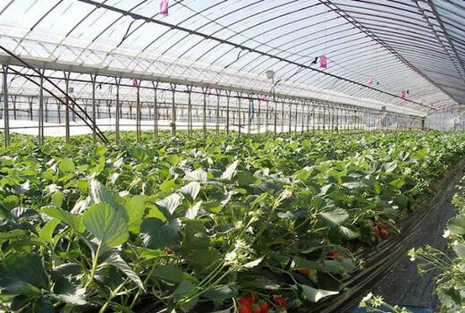 توسعه کشت‌های گلخانه‌ای در شهرستان خانمیرزا