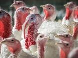 زنجیره تولید بوقلمون در اصفهان تکمیل می‌شود