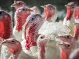 زنجیره تولید بوقلمون در اصفهان تکمیل می‌شود