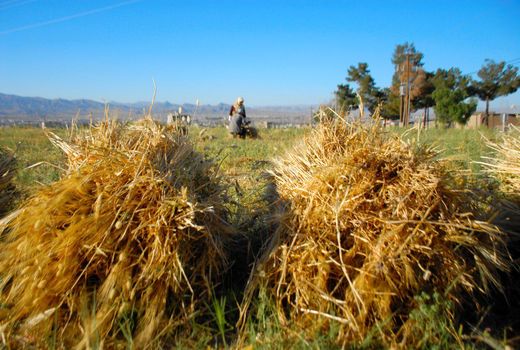 گونه‌های جدید گندم تولید را بالا بردند، کیفیت را پایین