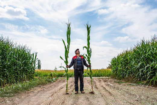 برداشت ذرت در نیشابور 
