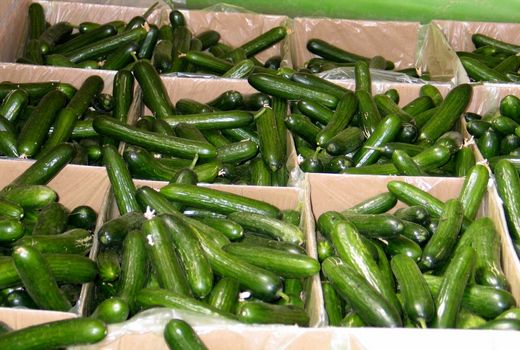 ۴۲ هزار تن  محصول گلخانه‌ای یزد به خارج صادر ‌شد