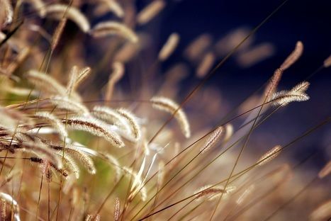 حشرات٬ خوراک جدید دام