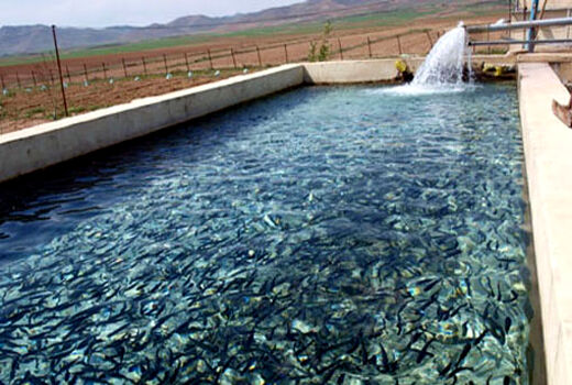 استخرهای ذخیره آب کشاورزی منابع بالقوه آبزی پروری استان آذربایجان شرقی