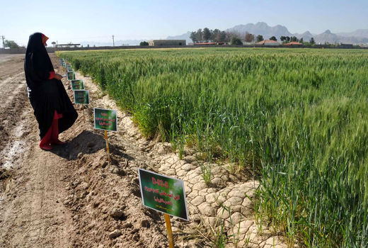 ناامنی شغلی تضمین‌کنندگان امنیت غذایی 