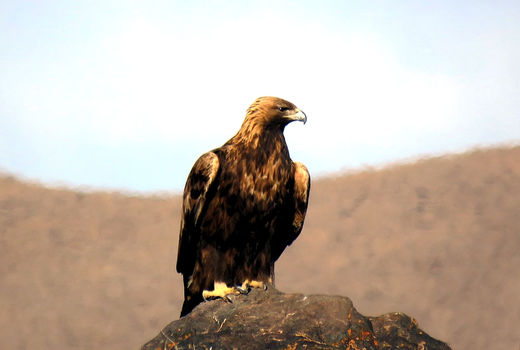 بازگشت عقاب طلایی به طبیعت