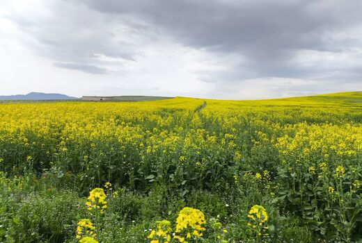 کشت ۸۶ هکتار کلزا در شهرستان میانه در سال زراعی جاری / بیش از ۹۰ درصد مزارع در وضعیت مطلوب