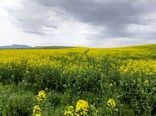 کشت ۸۶ هکتار کلزا در شهرستان میانه در سال زراعی جاری / بیش از ۹۰ درصد مزارع در وضعیت مطلوب