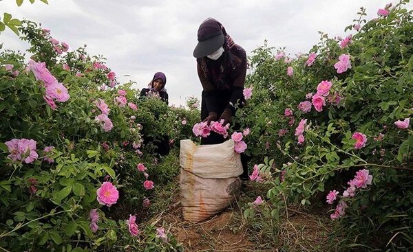 راه اندازی ۴۵۰ صندوق اعتبارات خرد زنان روستایی برای اشتغال زایی