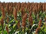 رفع موانع صادراتی برای ذرت علوفه‌ای دزفول در حال انجام است