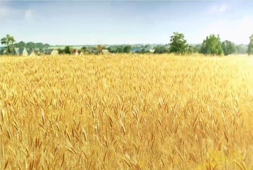 برداشت3هزار  تن محصول جو از مزارع شهرستان ارزوئیه