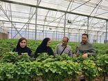 برنامه مشترک مرکز تحقیقات و جهاد کشاورزی خوزستان برای تولید «توت‌فرنگی گواهی‌شده» در قطب‌های گلخانه‌ای شرق استان