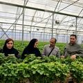 برنامه مشترک مرکز تحقیقات و جهاد کشاورزی خوزستان برای تولید «توت‌فرنگی گواهی‌شده» در قطب‌های گلخانه‌ای شرق استان