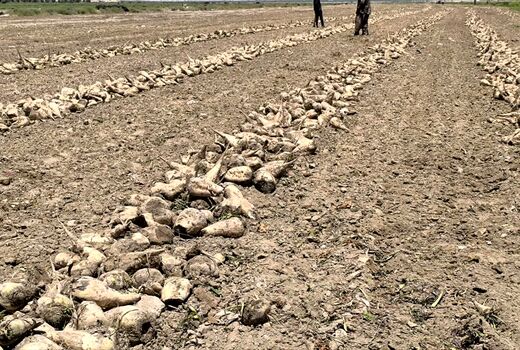 آغاز برداشت چغندر قند پاییزه از ۱۱۰ هکتار از اراضی قیروکارزین 