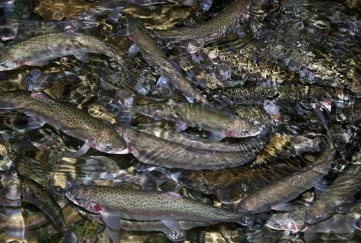 افتتاح و بهره‌برداری از ۱۵۴ پروژه شیلاتی در هفته دولت