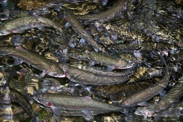 افتتاح و بهره‌برداری از ۱۵۴ پروژه شیلاتی در هفته دولت