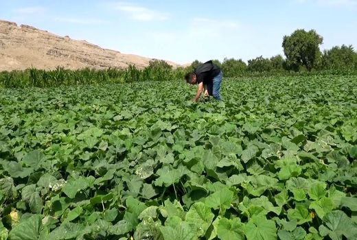 آغاز برداشت خیار از ۳۰ هکتار جالیزار‌های برز آباد کاشان